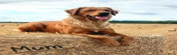 Golden Retriever dogs for sale: READY GOLDEN RETREVER KC PUPPIES - Advert 38