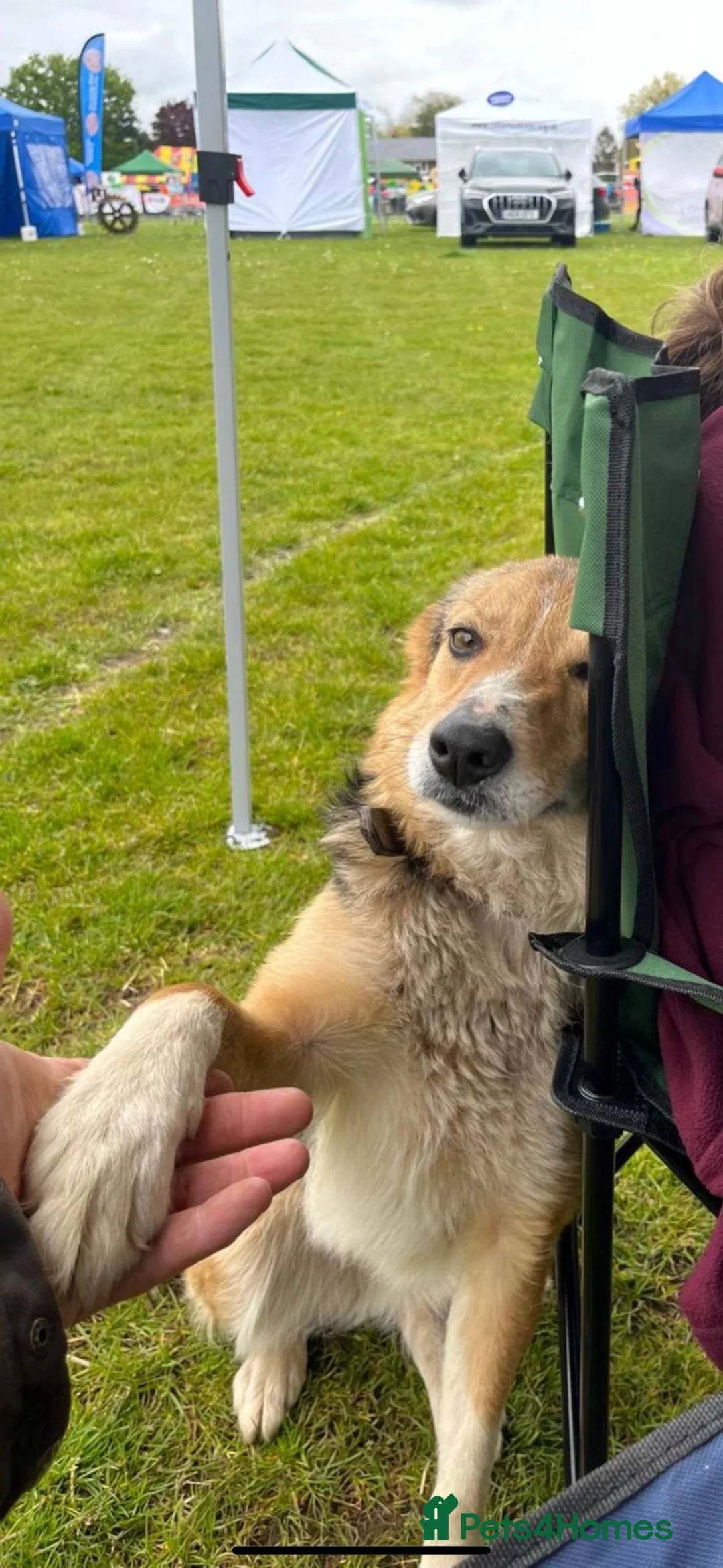 Border Collie dogs for sale: Collie pups  in Barnstaple - Advert 2