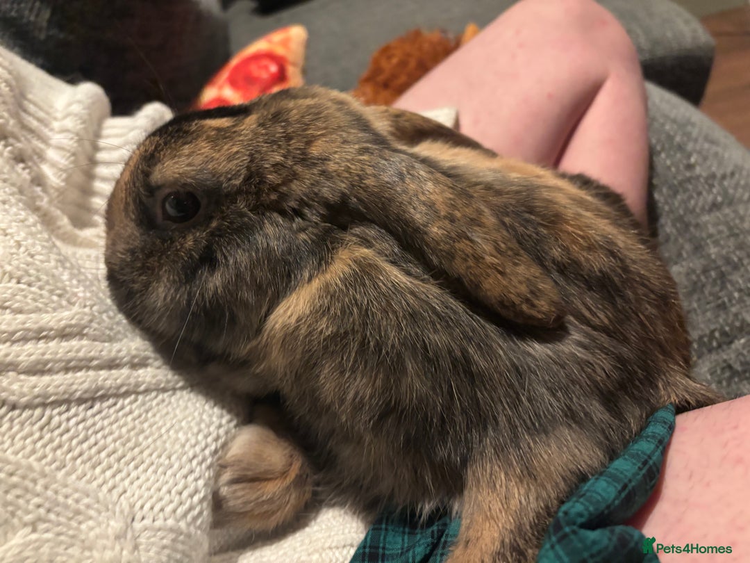 Mixed Breed rabbits for sale: Lop bunny for sale - Advert 1