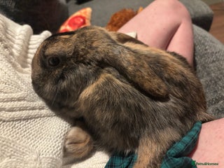 Mixed Breed rabbits Lop bunny for sale - Advert 1
