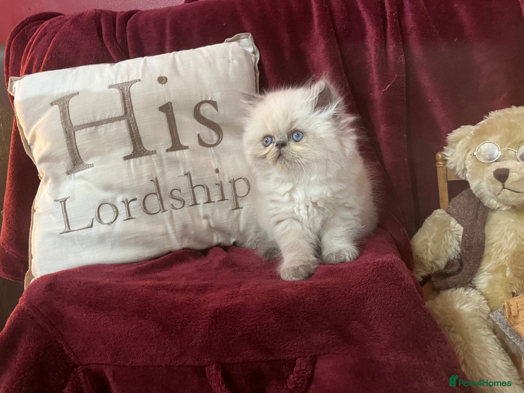 Persian cats for sale: Last kitten Ready Sat. Affectionate Persian Boy 🐾 - Image 6