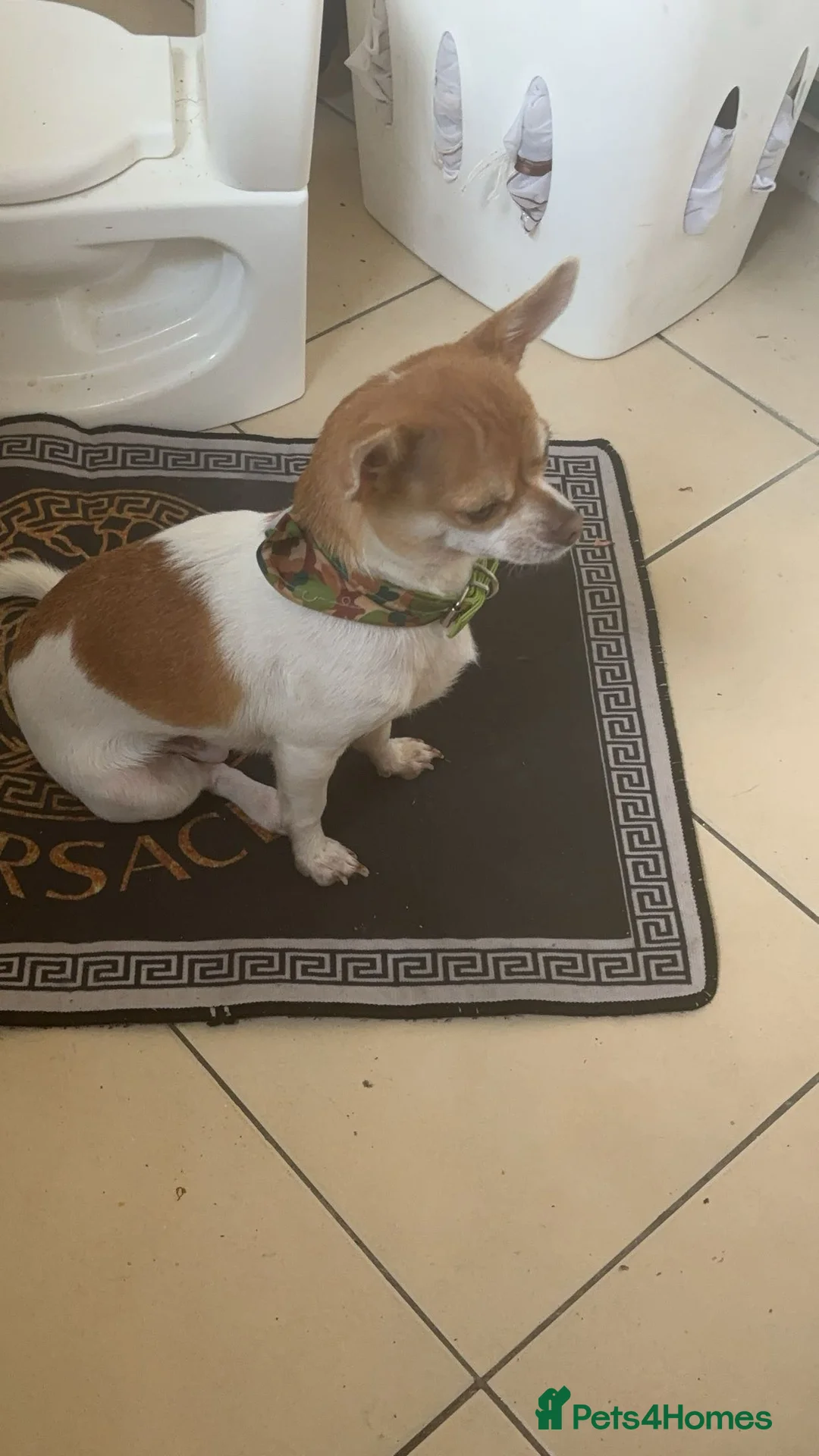 Chihuahua dogs for sale: Masha in Dover - Advert 1