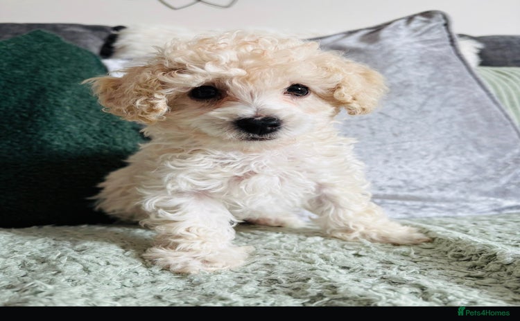 Toy Poodle dogs - Advert 4