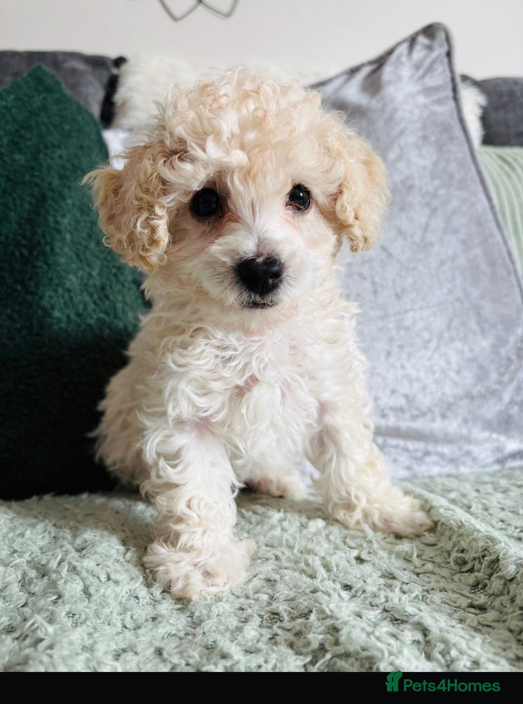 Toy Poodle dogs for sale: ***Teacup Toy poodle boy*** - Image 1
