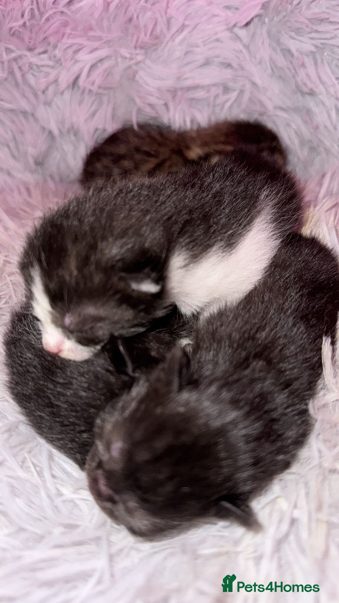 Mixed Breed cats for sale: 4 beautiful kittens, Bengal & British shorthair - Image 19