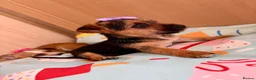 Mixed Breed dogs for sale: Jack Russell Cross Chorkie Puppies – Ready Now - Advert 25