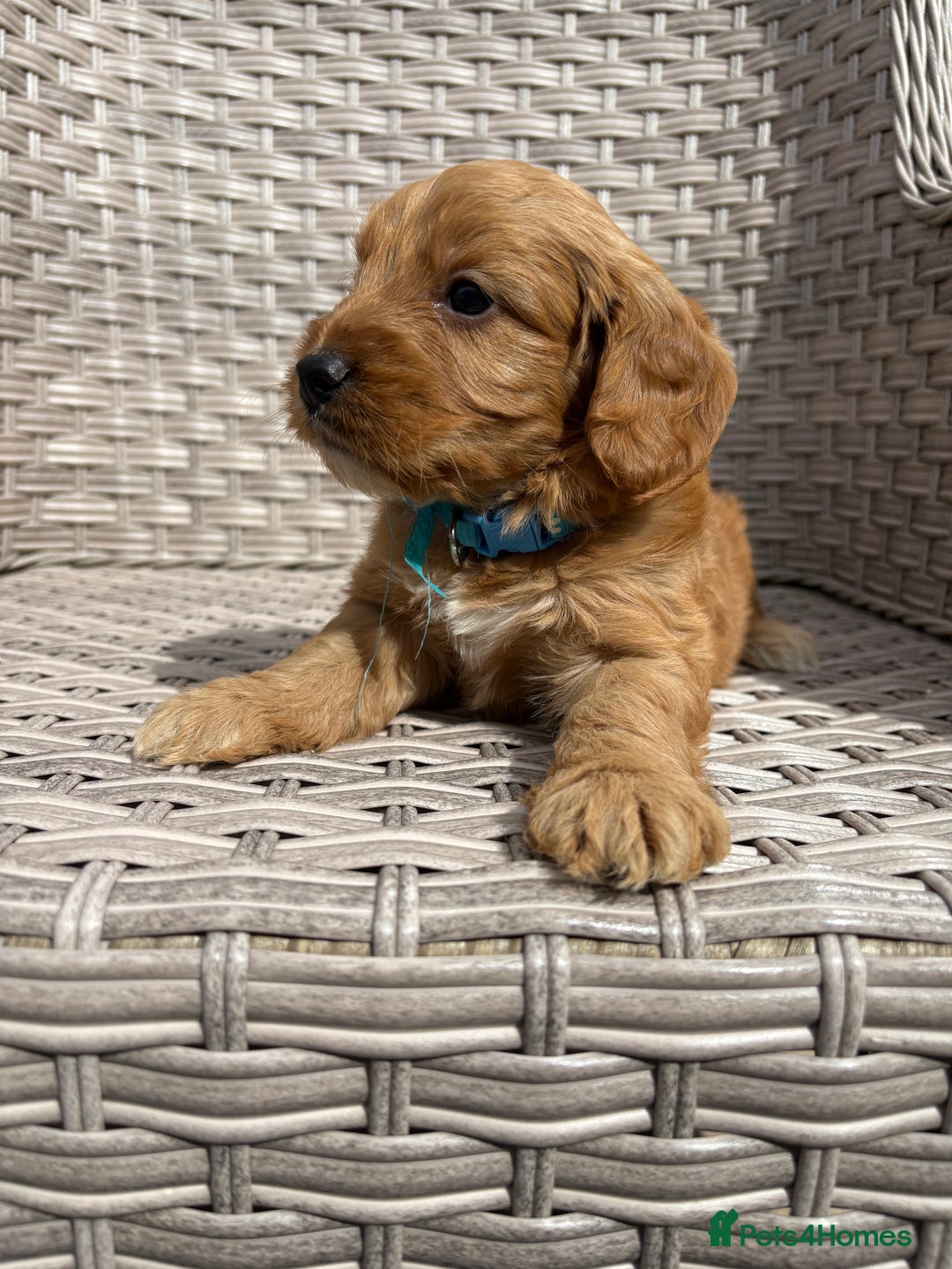 Cockapoo dogs for sale: 😍😍 F1 cockapoo puppies 😍😍 - Image 2