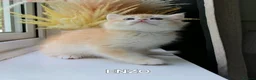 British Shorthair cats for sale: Rare GCCF Golden British Shorthair Kittens - Advert 16