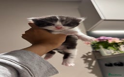 British Shorthair cats for sale: 🐾✨ Looking for Their Forever Home ✨🐾 - Image 3