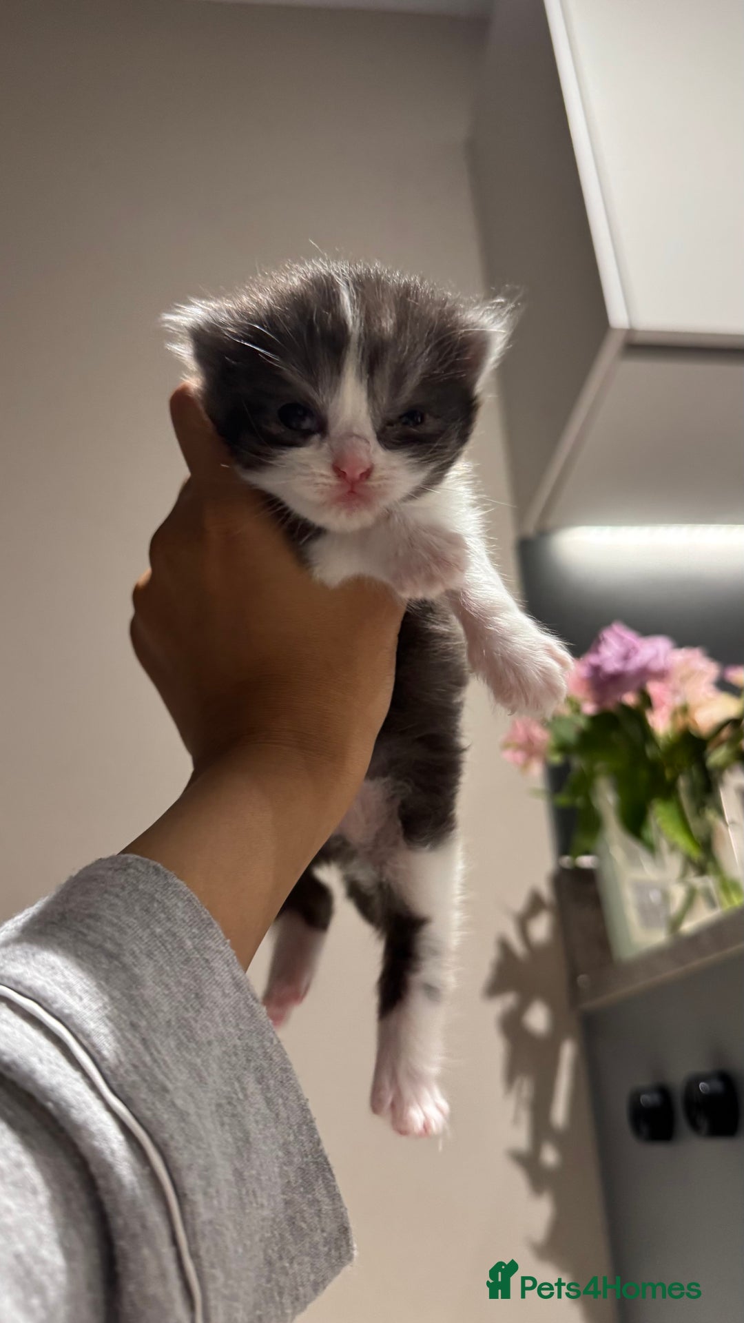 British Shorthair cats for sale: 🐾✨ Looking for Their Forever Home ✨🐾 - Image 3
