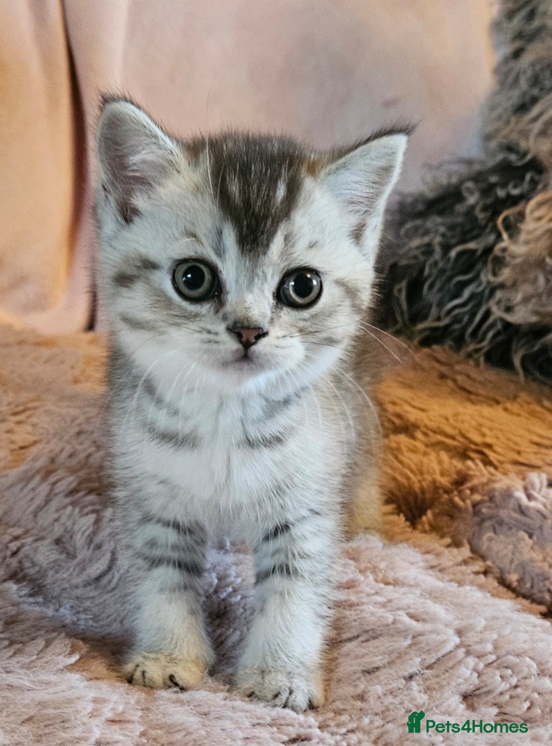 British Shorthair cats for sale: BRITISH SHORTHAIR X SCOTTISH FOLD - Advert 7