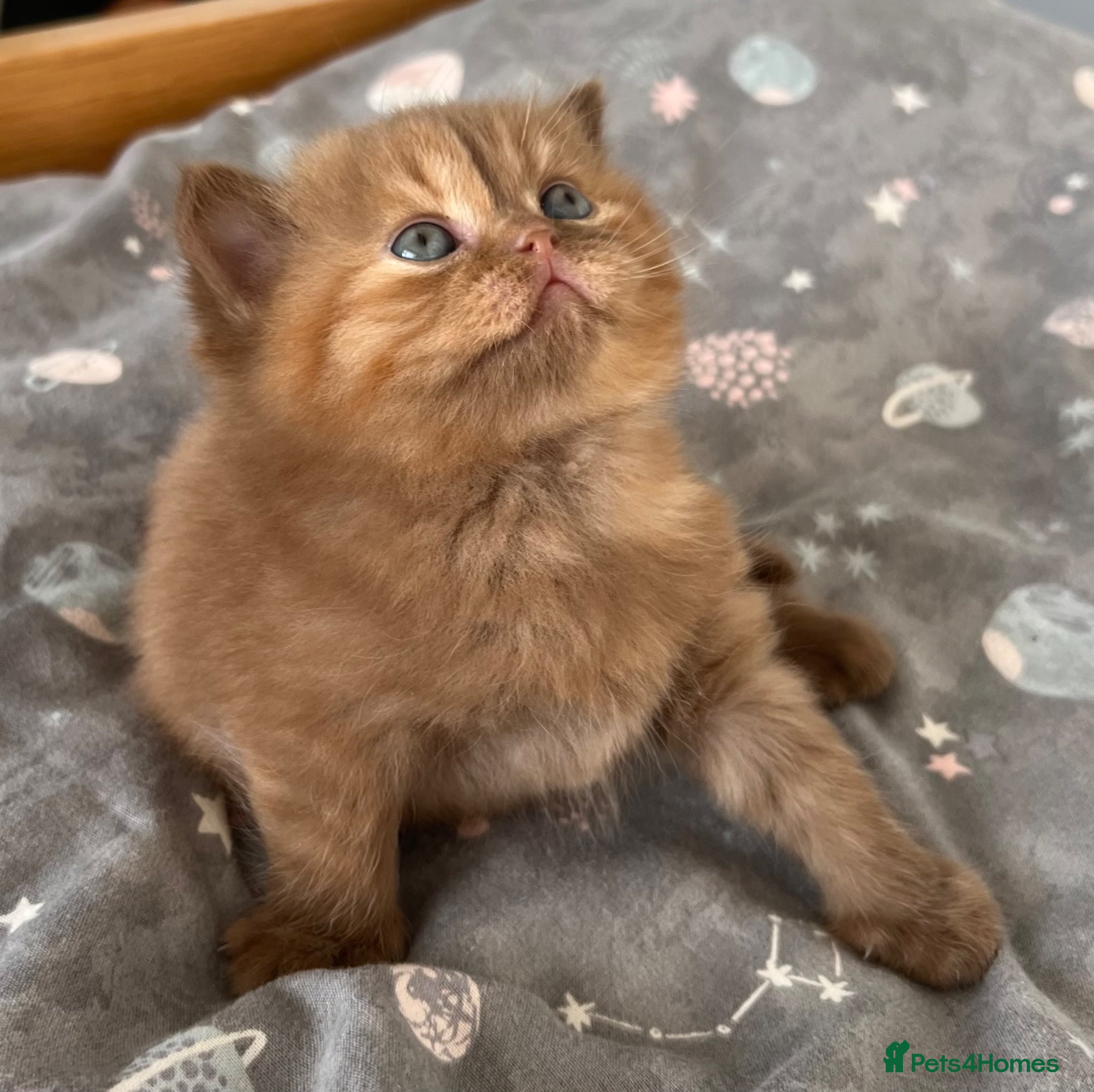 British Shorthair cats 🏆 Exceptional GCCF Registered BSH Kittens - Advert 1
