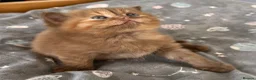 British Shorthair cats for sale: 🏆 Exceptional GCCF Registered BSH Kittens - Advert 1
