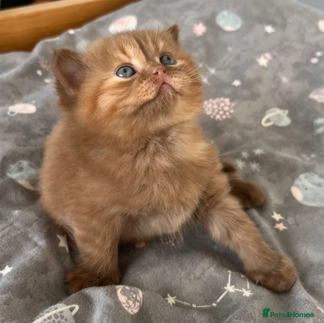 British Shorthair cats for sale: 🏆 Exceptional GCCF Registered BSH Kittens - Advert 1