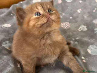 British Shorthair cats for sale: 🏆 Exceptional GCCF Registered BSH Kittens - Advert 1