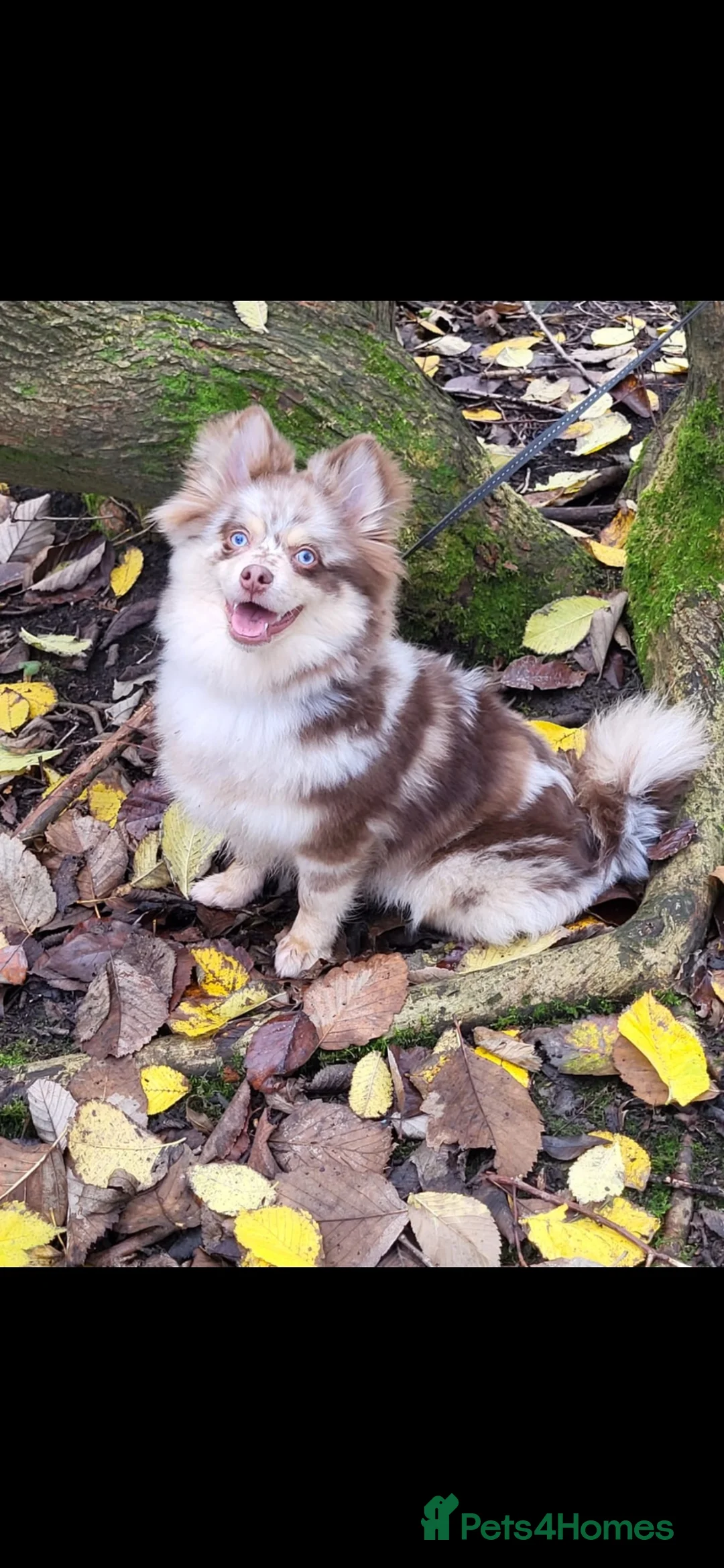 Pomsky dogs for sale: Beautiful chocolate and tan Pomsky girl  - Advert 2