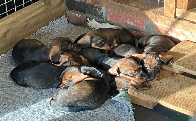 Dachshund dogs - Advert 2