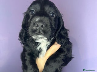 Cocker Spaniel dogs Stunning cocker spaniel puppies for sale - Advert 1