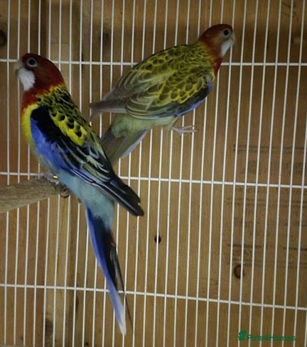 Parrots birds Your Daily Dose of Happiness - Advert 1