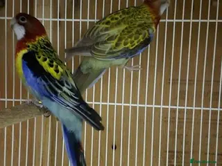 Parrots birds Your Daily Dose of Happiness - Advert 1