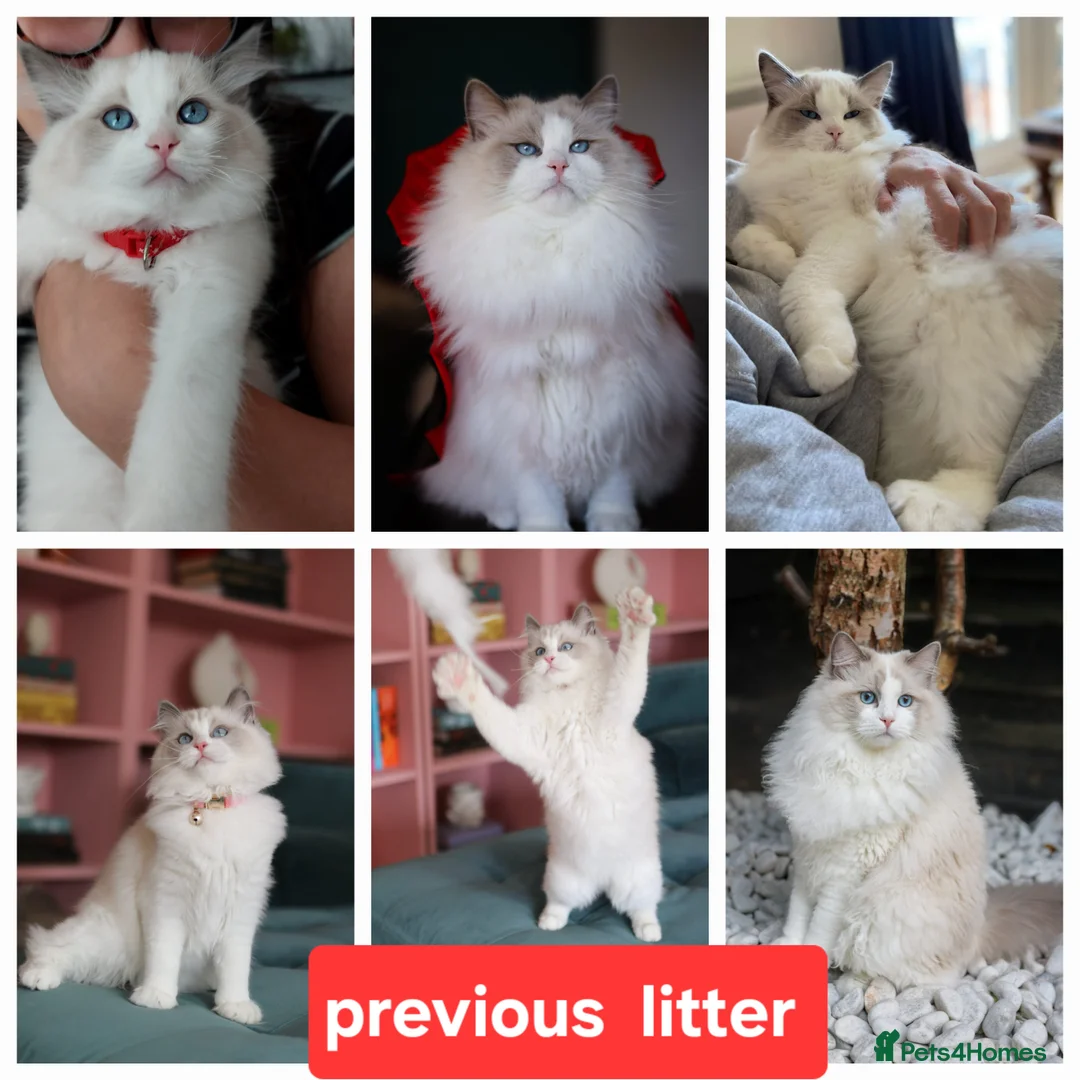 Ragdoll cats for sale: Beautiful Purebred Ragdoll Star-Quality Kittens - Advert 8