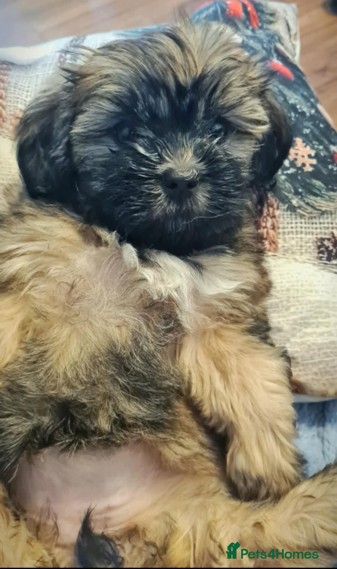 Mixed Breed dogs for sale: Beautiful puppies  - Advert 7