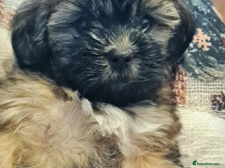 Mixed Breed dogs Beautiful puppies - Advert 4