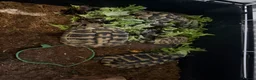 Tortoise reptiles for sale: Hermann tortoises  - Advert 5