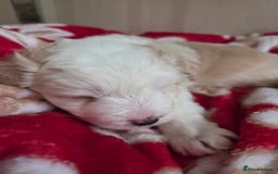 Bordoodle dogs for sale: F2 Bordoodle puppies - Image 13