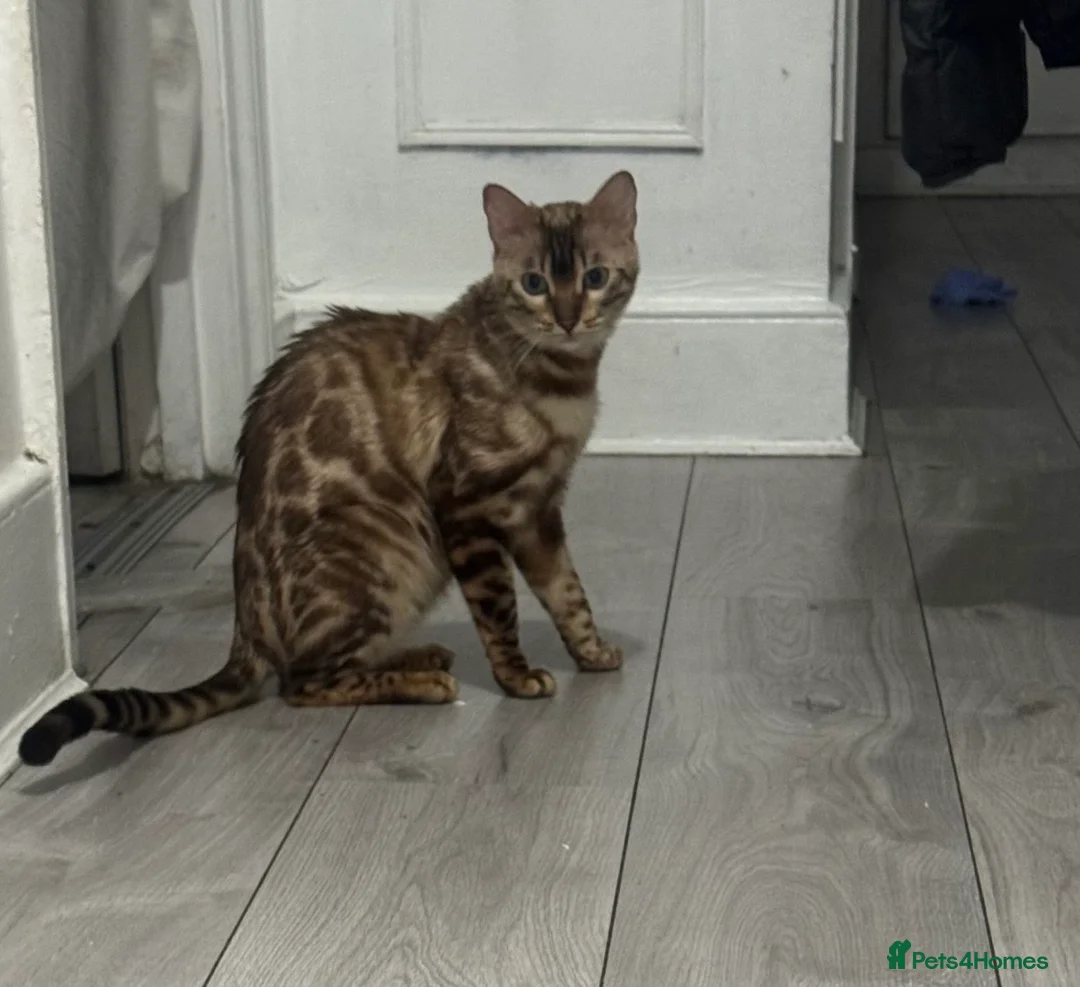 Bengal cats for sale: Beautiful Bengal Girl  - Advert 4
