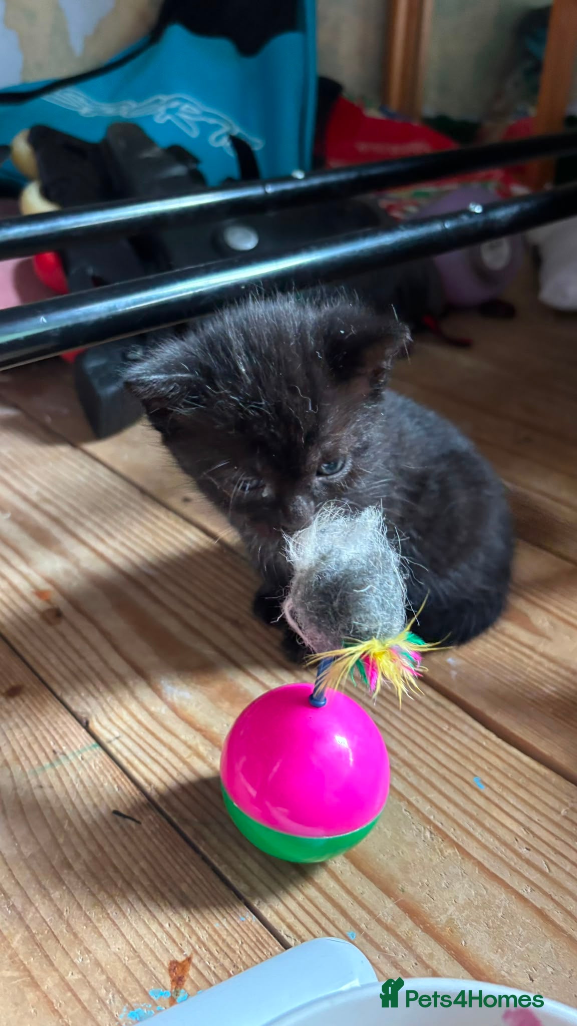 British Shorthair Kitten 2