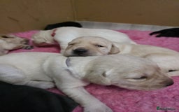 Goldador dogs for sale: Goldador puppies - Image 5