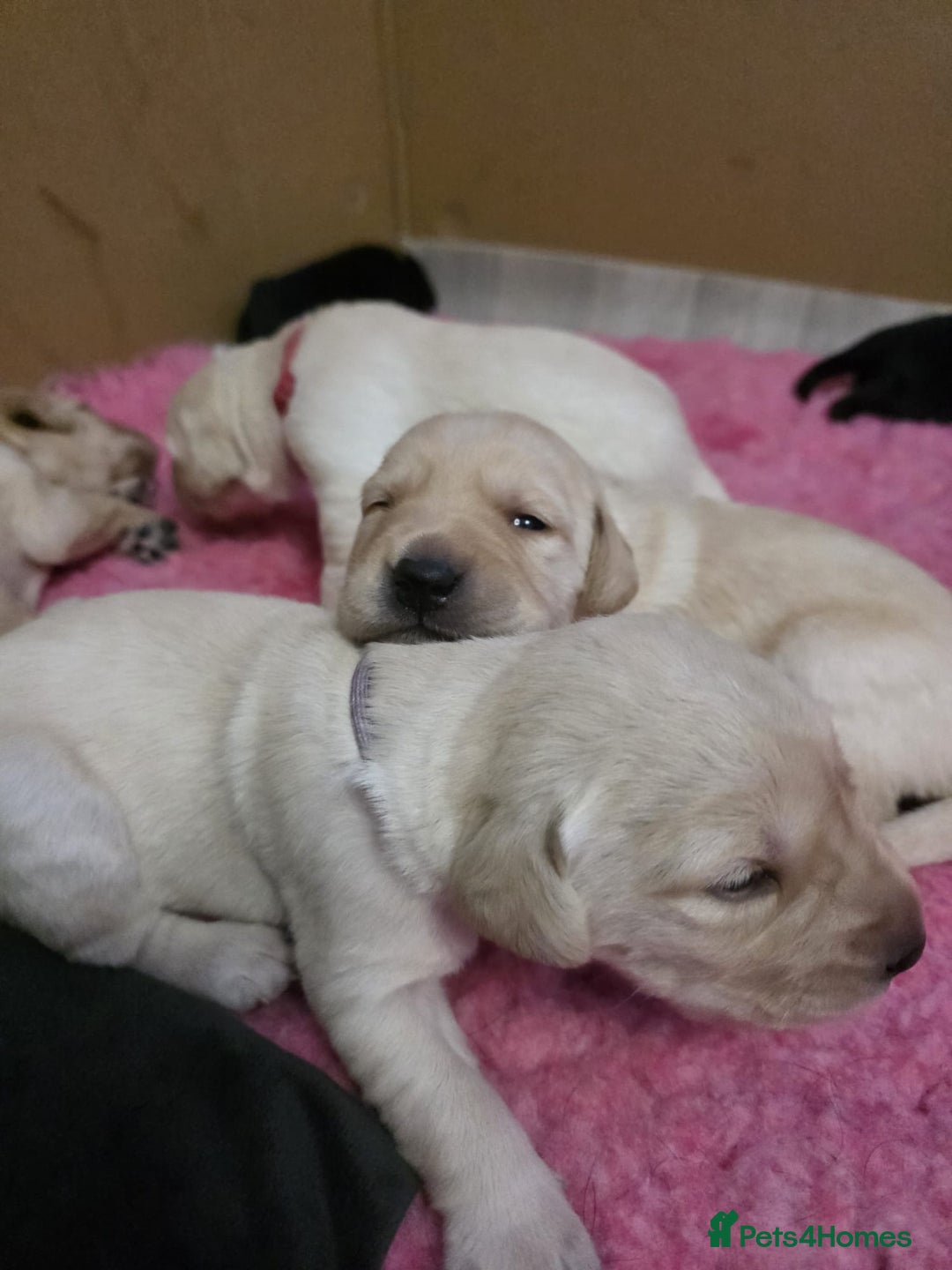 Goldador dogs for sale: Goldador puppies - Image 5