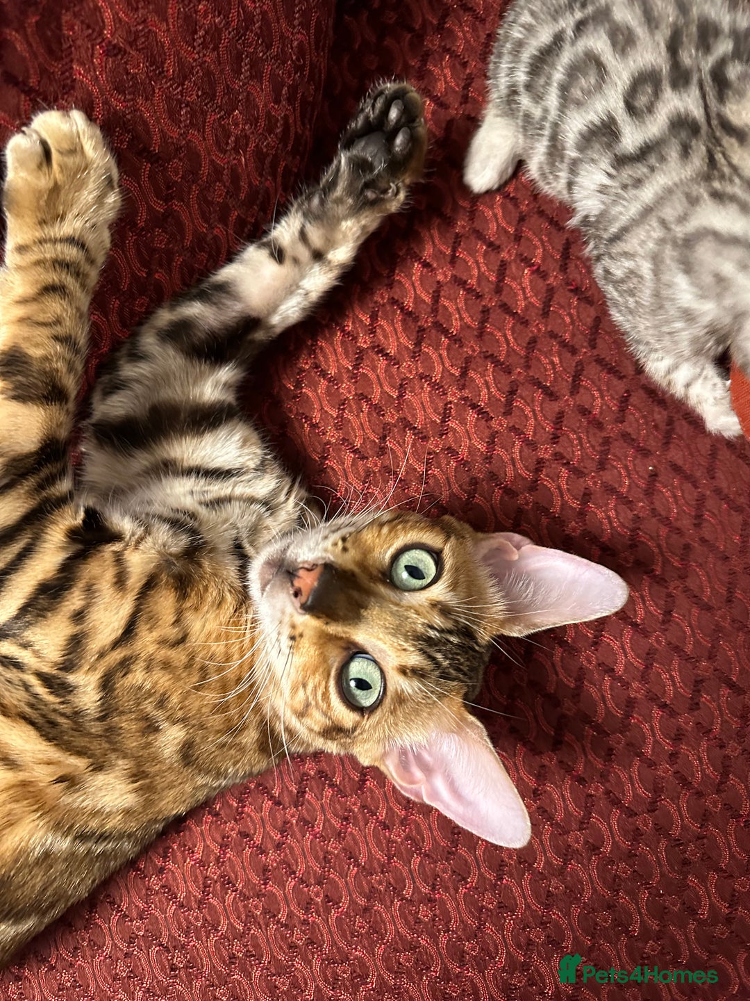 Bengal cats for sale: Beautiful TICA Registered Active Bengal female cat - Image 5