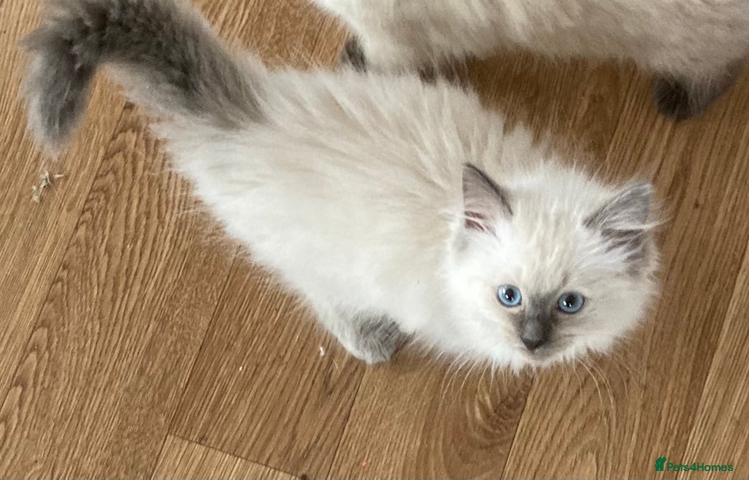 Ragdoll cats for sale: Blue Point Ragdoll Kitten female - Image 5