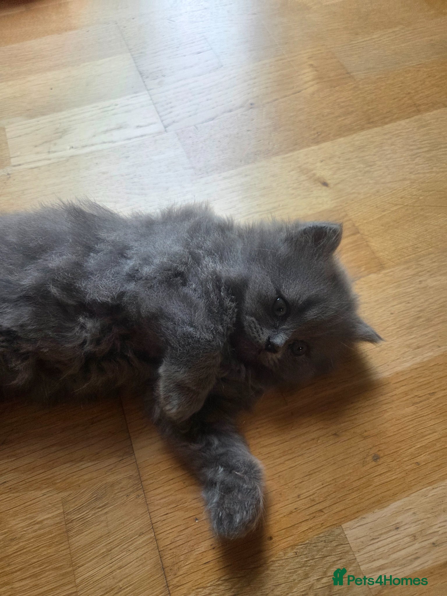 British Shorthair cats for sale: Kittens blue longhair boys and girl in Nottingham - Advert 33
