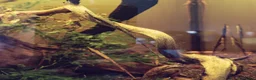 Catfish fish for sale: 3x home-bred juvenile Farlowella Twig Catfish in Camberley - Advert 4