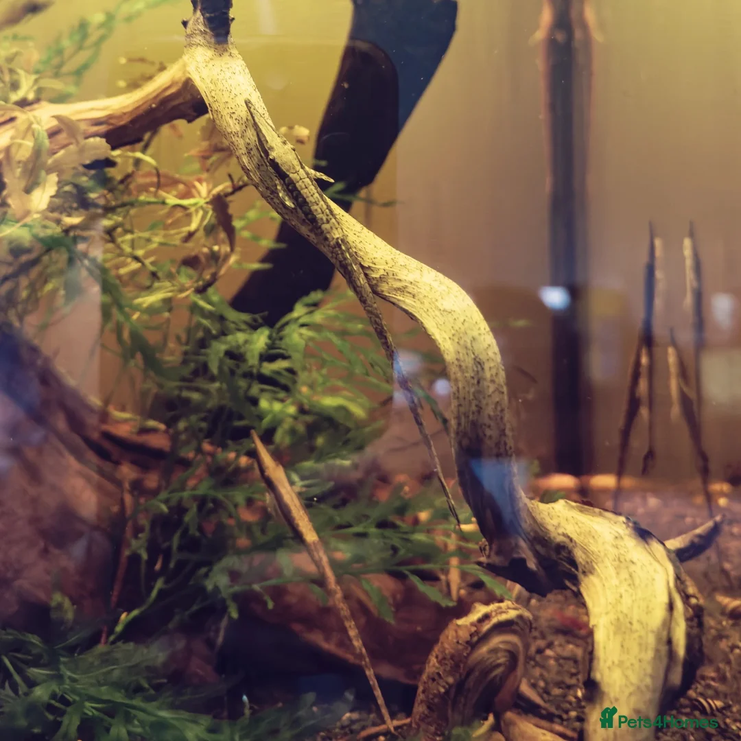 Catfish fish for sale: 3x home-bred juvenile Farlowella Twig Catfish in Camberley - Advert 4