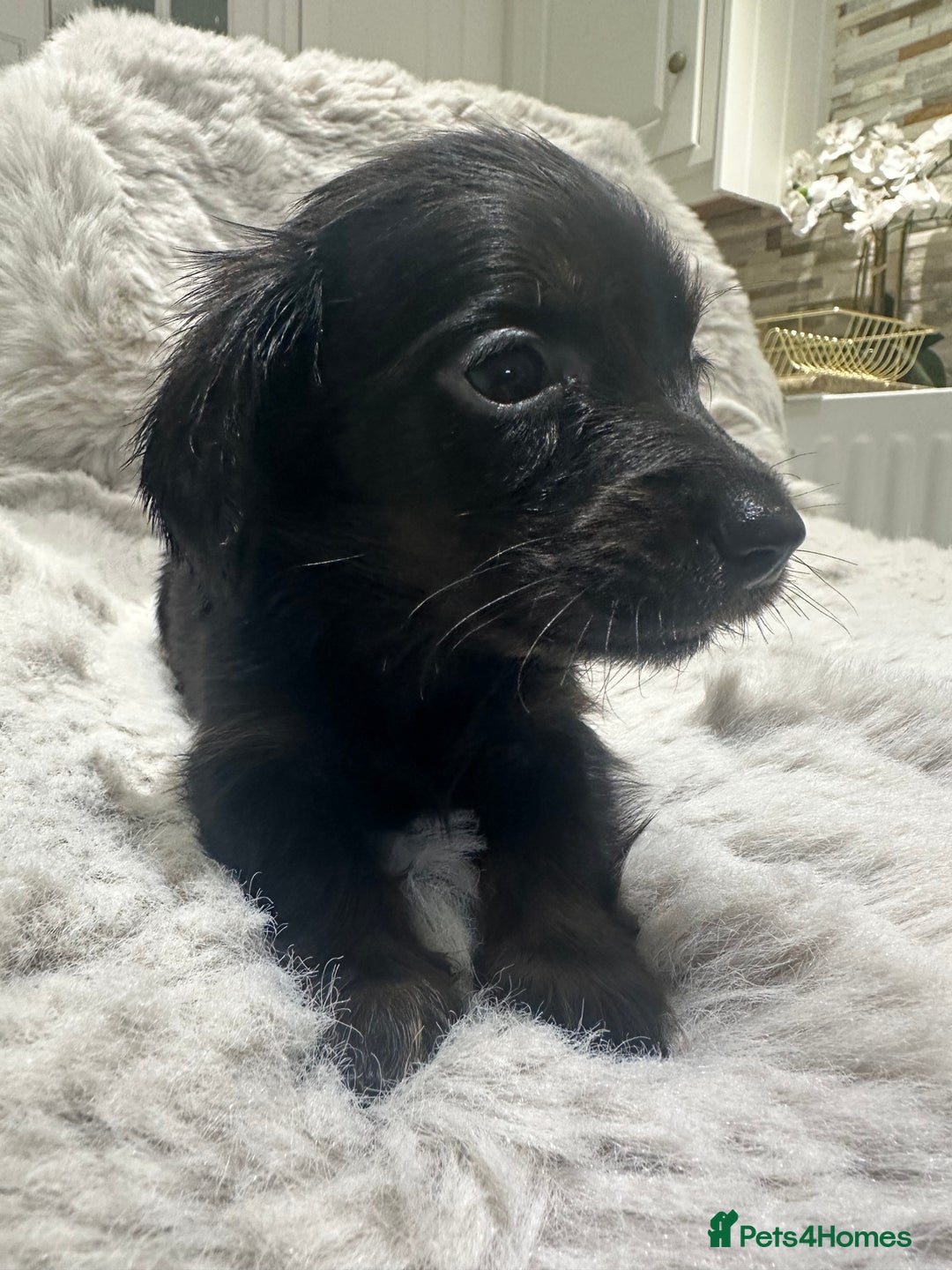 Miniature Dachshund dogs for sale: 🐾Mini long haired dachshunds🐾 - Advert 12