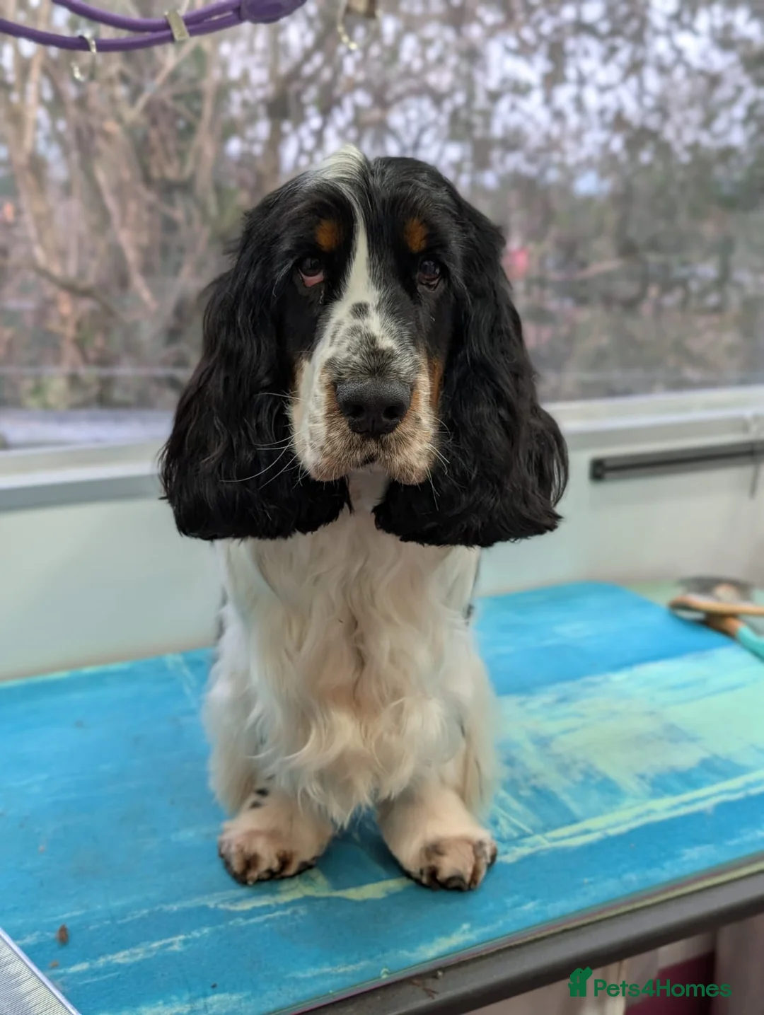 Cocker Spaniel dogs for stud: Kc registered  blue roan & tan show cocker  - Advert 3