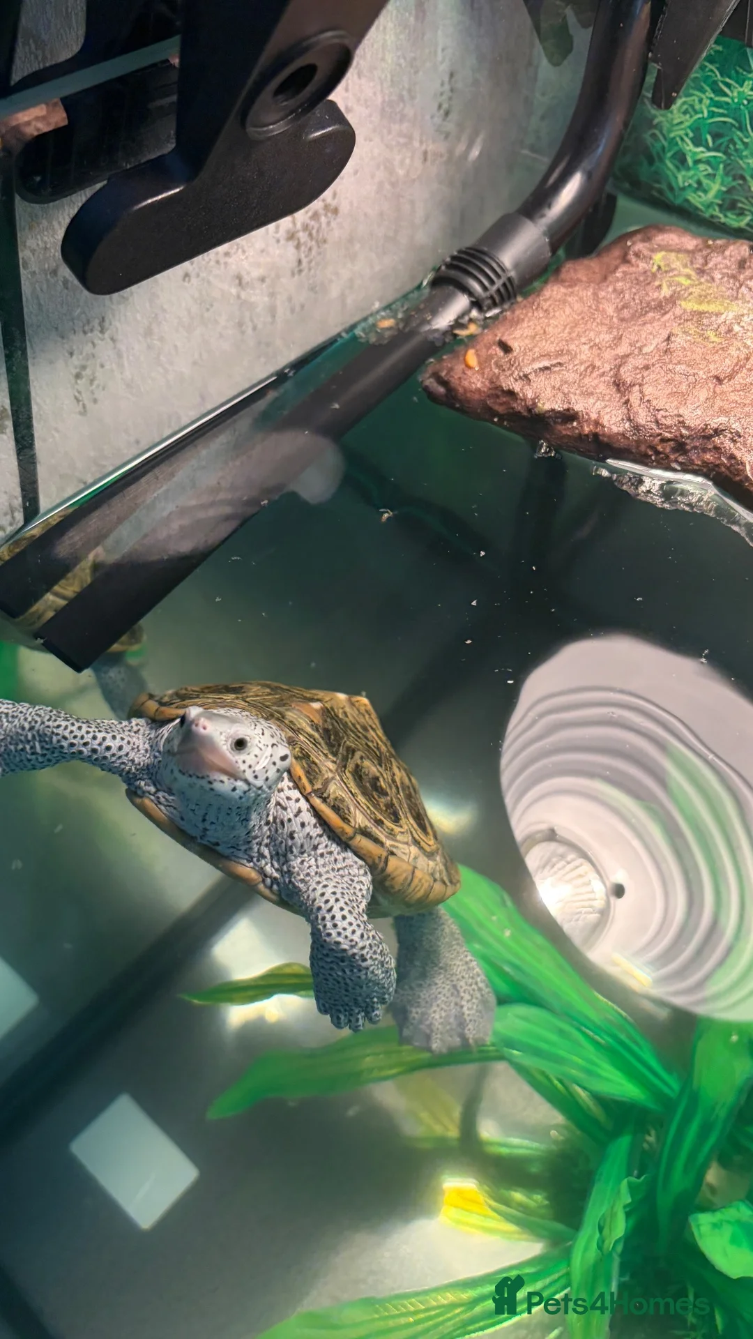 Turtle reptiles for sale: Turtle with full set up in Birmingham - Advert 1