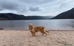 Golden Retriever dogs for sale: Golden Retriever Puppies (3 x Females Available) - Image 8