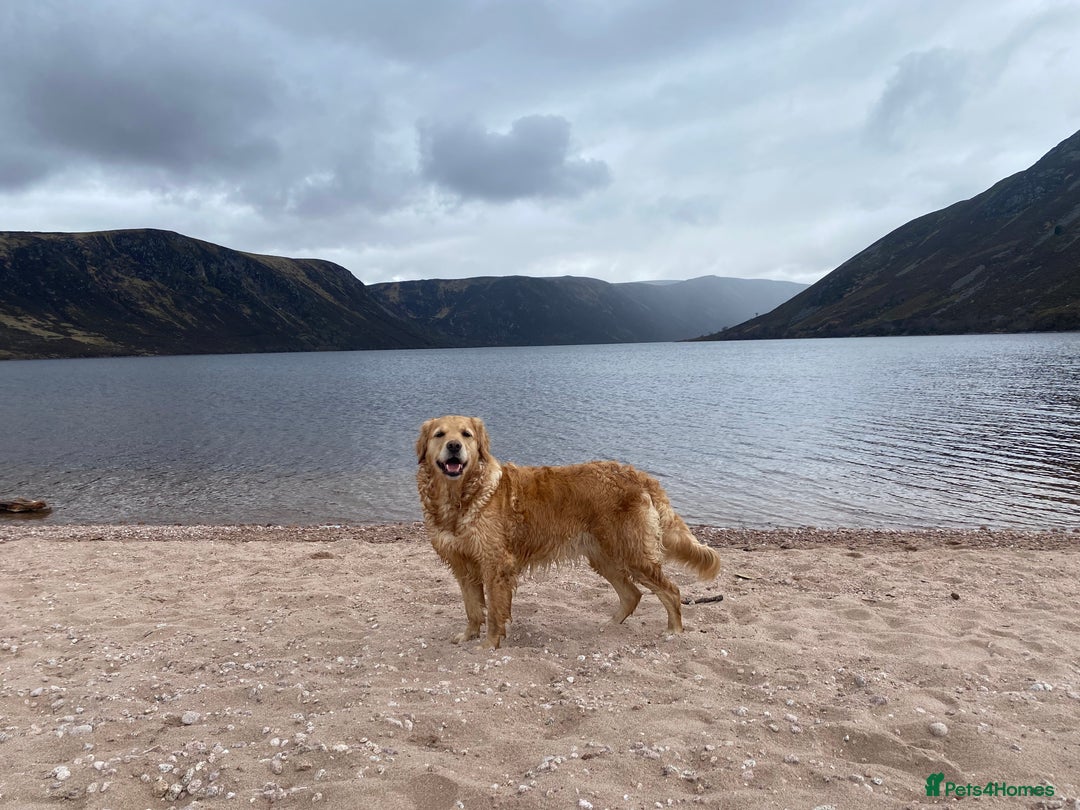 Golden Retriever dogs for sale: Golden Retriever Puppies (3 x Females Available) - Image 8