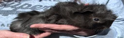 Guinea Pig rodents for sale: Girl guinea pigs for sale  - Advert 2