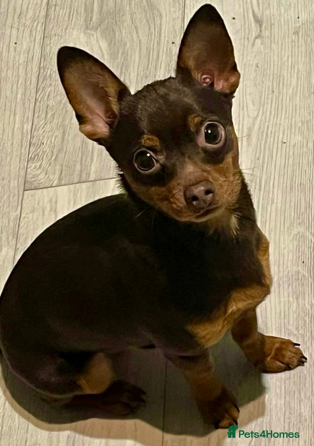 Russian Toy Terrier dogs for adoption: Skippy survival story - Image 6