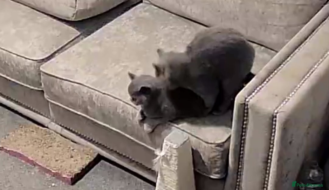 British Shorthair cats for stud: Superb quality, Proven Active Stud, blood B in Burton-on-Trent - Advert 5