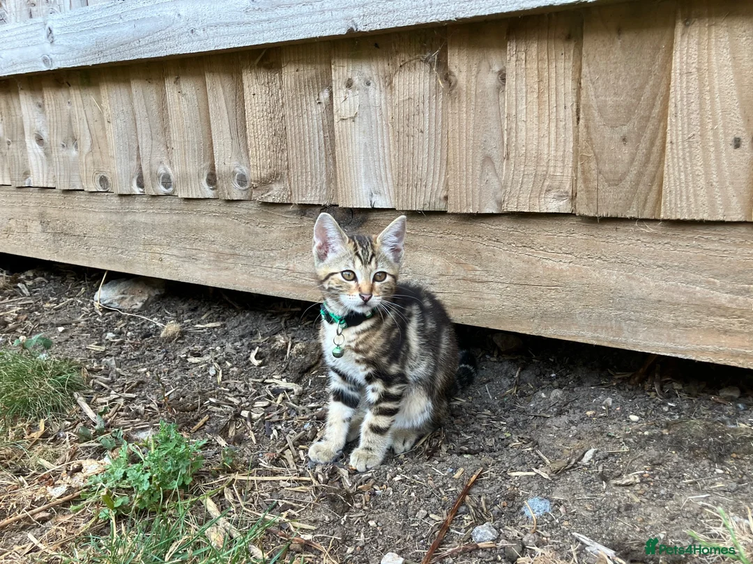 Bengal cats for sale: Two gorgeous bengal boys left READY NOW - Advert 2