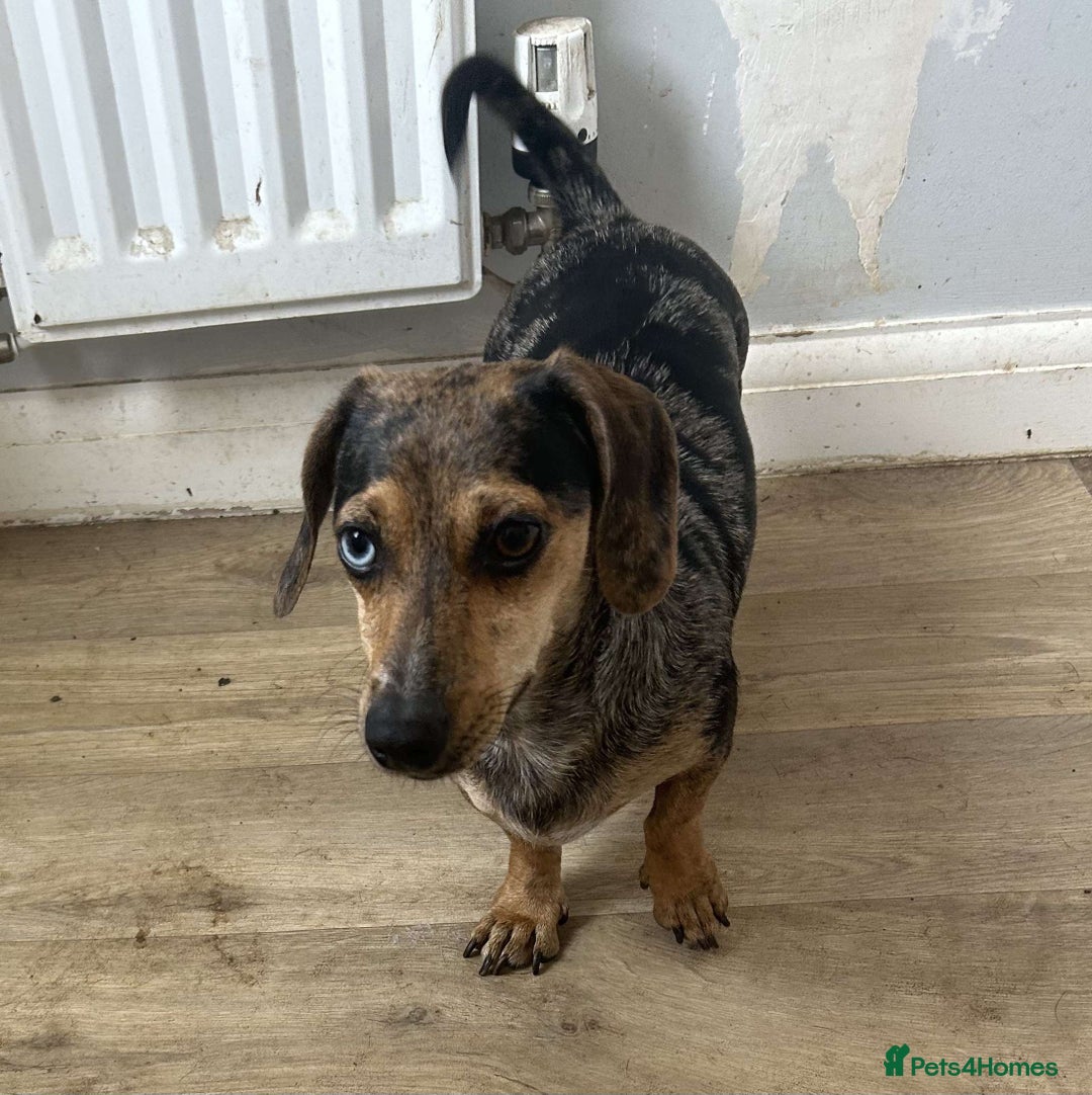 Dachshund dogs for sale: Dapple little girl  - Image 5