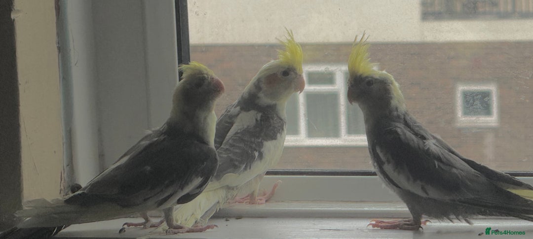 Cockatiels birds for sale: Baby cockatiel birds - Image 6