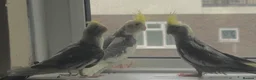 Cockatiels birds for sale: Baby budgies and cockatiel birds - Advert 6